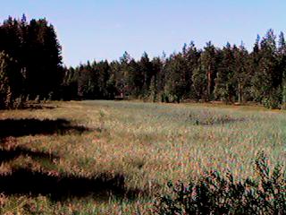 suo.JPG (18696 bytes)